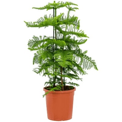 Araucaria heterophylla 30 x 110 cm