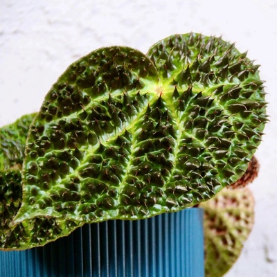 Begonia Rex Ferox
