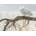 Cobble Hill - Puzzle Fallen Willow Snowy Owl - 500 piese