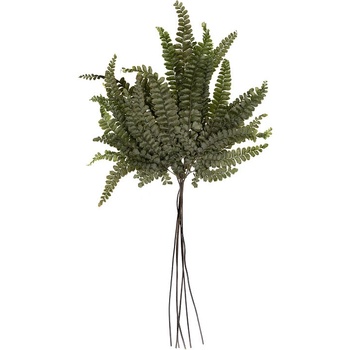 Felci Fern