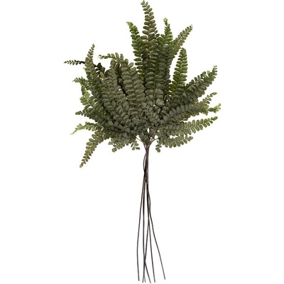 Felci Fern
