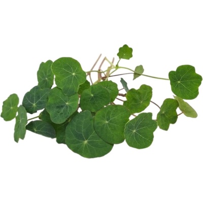 TINY GREENS Kapucínka Verdant - BIO semienka na klíčenie a microgreen