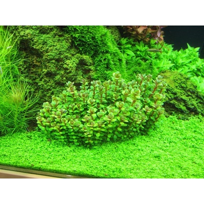 Ammania sp. Bonsai 5,5 cm – Sleviste.cz
