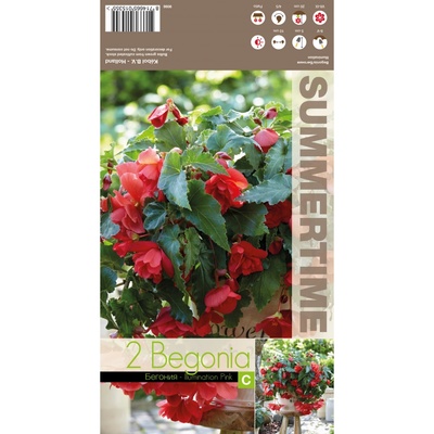 Seklos Бегония Каскасдна Розово Сияние Begonia L - 2 бр грудки