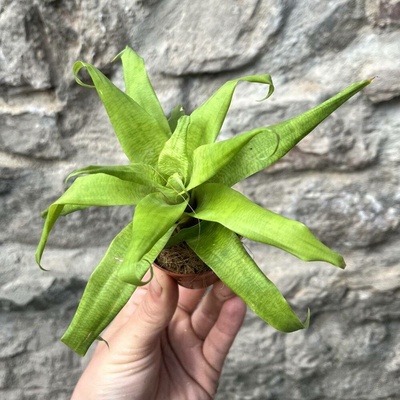Vriesea ospinae