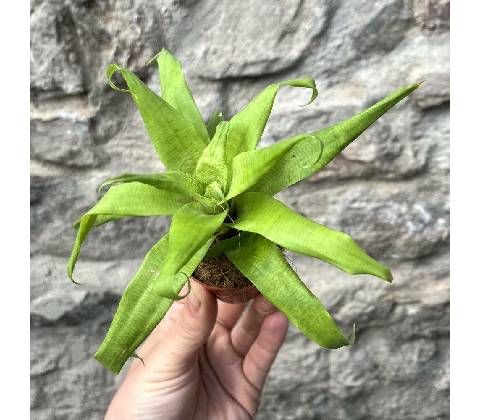 Vriesea ospinae