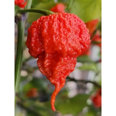 Semena Carolina Reaper HP22B – Sleviste.cz