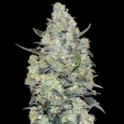Advanced Seeds AUTO Critical Mass semena neobsahují THC 5 ks