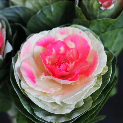 Okrasná Kapusta Crane F1 Bicolor - Brassica Oleracea - Predaj Semien - 20 Ks