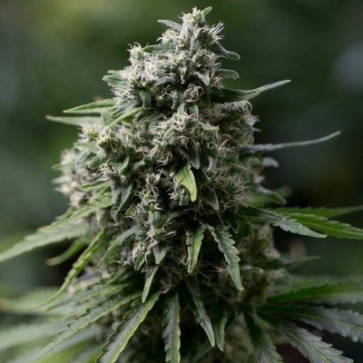 CriticalSilent Seeds + 2.0 semienka neobsahujú THC 10 ks