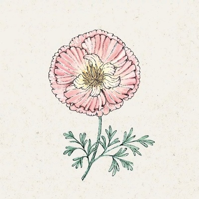 Jora Dahl Slncovka kalifornská "Thai Silk Apple Blossom" Eschscholzia californica 1 bal.