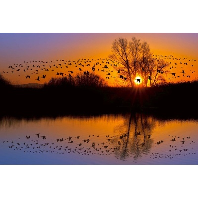 DIMEX ART Флизелинов фототапет ято канадски гъски 375 x 250 см