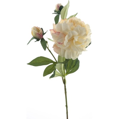 Pivoňka - Paeonia 'Sango' krémová V66 cm