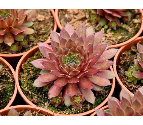 Skalnica Draco