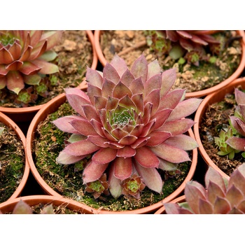 Skalnica Draco - Sempervivum, kont. 0,5 l
