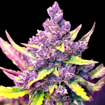 B-S-B Genetics Anthrax Auto semienka neobsahujú THC 5 ks