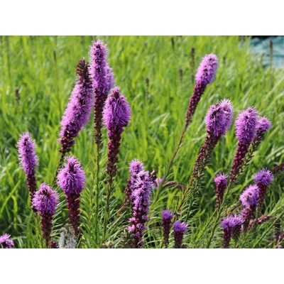 Liatra klasnatá Floristan Violet, kvetináč 9 cm