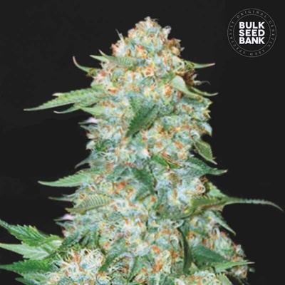 Bulk Seed Bank OG Kush semienka neobsahujú THC 100 ks