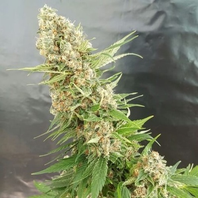 Expert Seeds Critical Gorilla semena neobsahují THC 3 ks