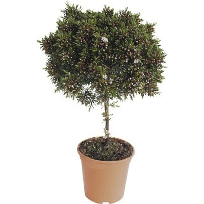 Chamelaucium háčkovité Chamelaucium uncinatum cca 70 cm kvetináč Ø 19 cm