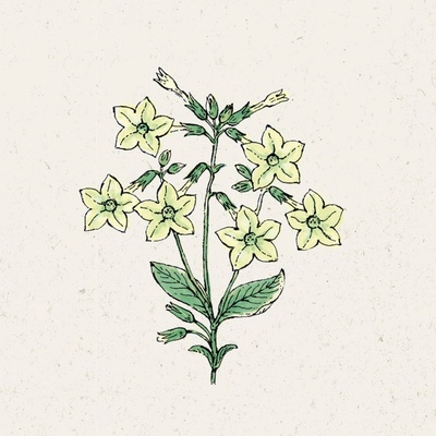 Jora Dahl Okrasný tabak "Lime Green" Nicotiana alata 1 bal.