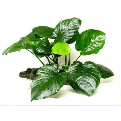 Anubias Barteri Broad Leaf