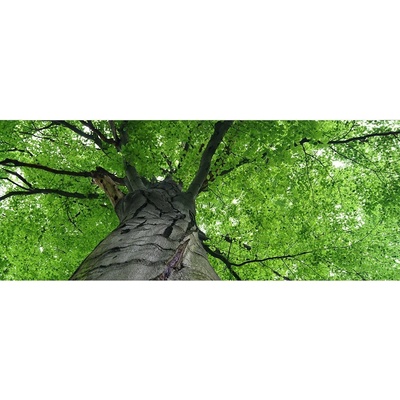 Dimex MP-2-0101 vliesová fototapeta na zeď panoráma - Koruna stromu rozmery 375 x 150 cm