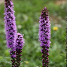 Šuškarda klasnatá Floristan Violet - Liatris spicata - semena - 20 ks