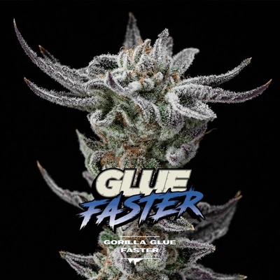 BSF Seeds Gorilla Kingdom Glue Faster semena neobsahují THC 4 ks