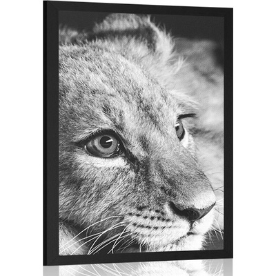 Plakát mládě lva v černobílém provedení - 60x90 no frame