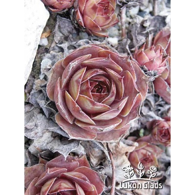 Sempervivum BRIGITTE - netřesk