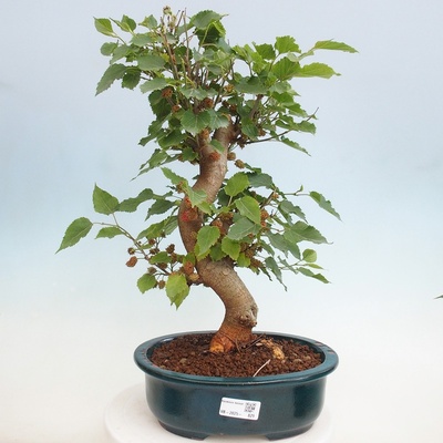 e-bonsai Venkovní bonsai -Morus alba - moruše