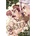 Dr. STONE 2