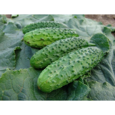 Uhorka nakladačka Corveta F1 - Cucumis sativa - semiačka - 20 ks