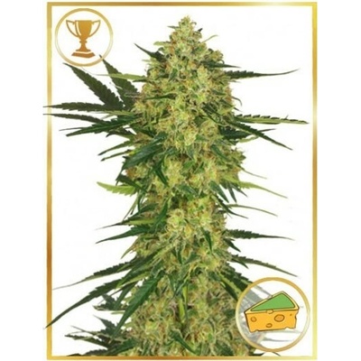 Mr. Hide Seeds Mr. Cheese Mass semienka neobsahujú THC 100 ks
