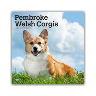 Pembroke Welsh Corgis Pembroke Welsh Corgi 16-Monats 2026