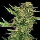 Sensi Seeds Research N13 Kush semena neobsahuji THC 3 ks