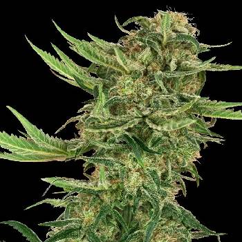 Sensi Seeds Research N13 Kush semena neobsahuji THC 3 ks