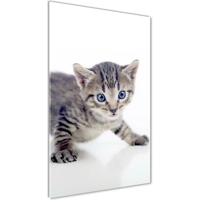Vertikálny foto obraz fotografie na skle Malá mačka 50x100 cm