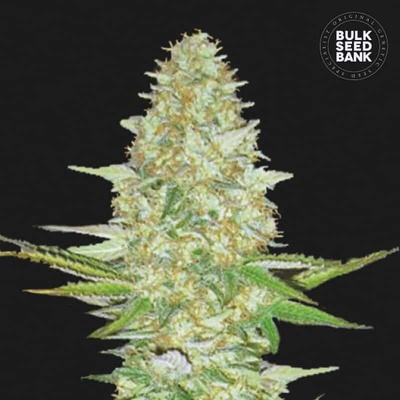 Bulk Seed Bank Perfect Power Plant semienka neobsahujú THC 100 ks