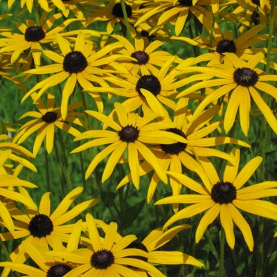 Třapatka srstnatá - Rudbeckia hirta - semena třapatky - 400 ks
