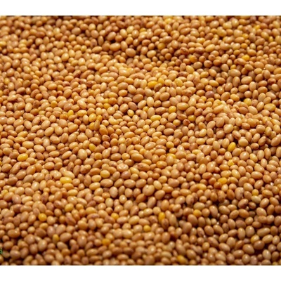 Microgreens Jetel nachový na microgreens 50 g