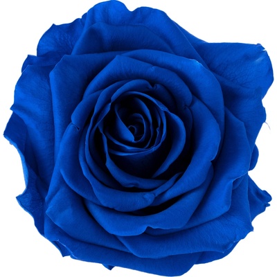 Dita Dark blue - tmavě modrá (1x premium stabilizovaná "věčná" růže v ploché keramice)