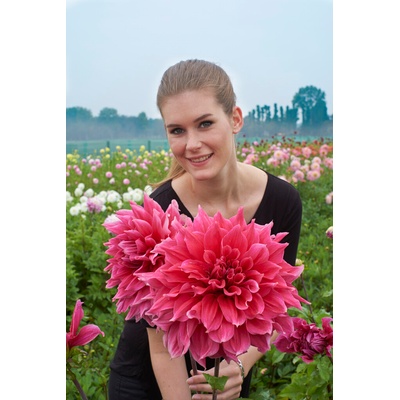 Jiřina 'Emory paul ' 1 ks