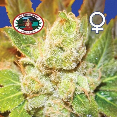 Big Buddha Seeds Cookies and Cream Cheese semienka neobsahujú THC 5 ks