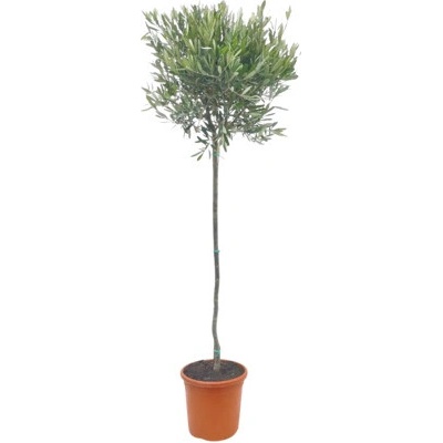 Olivovník evropský polokmen FloraSelf Olea europaea květináč Ø 26 cm