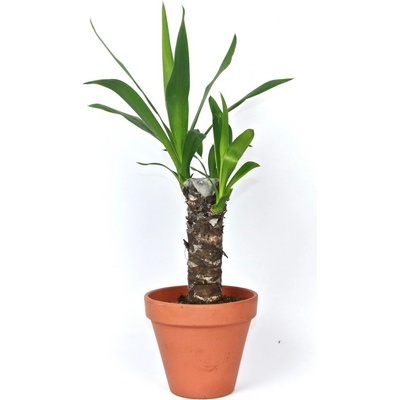 Gardners Yucca, průměr 11-12 cm Juka