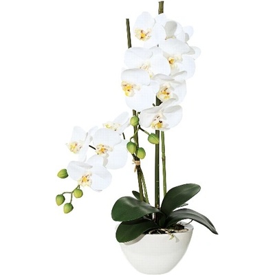 Orchidea biela v kvetináči, 50cm