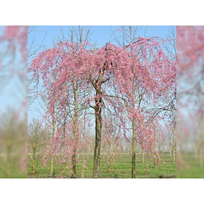 Okrasná višňa Pendula Plena Rosea na 200-220cm kmienku, obvod kmeňa 12-14cm, kont. 30 l