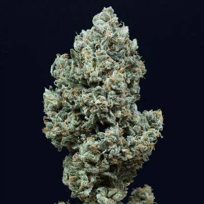 Silent Seeds Critical + 2.0 semena neobsahují THC 3 ks